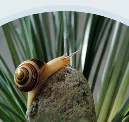 ITS SKIN Prestige Snail Niacin Mask - Seouléa