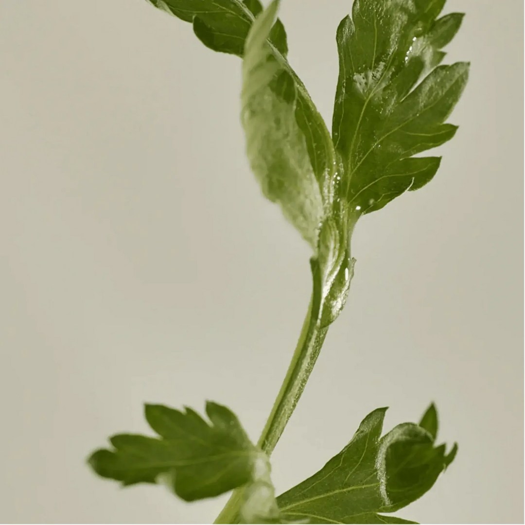 Beauty of Joseon Matte Sun Protection : Mugwort + Camellia